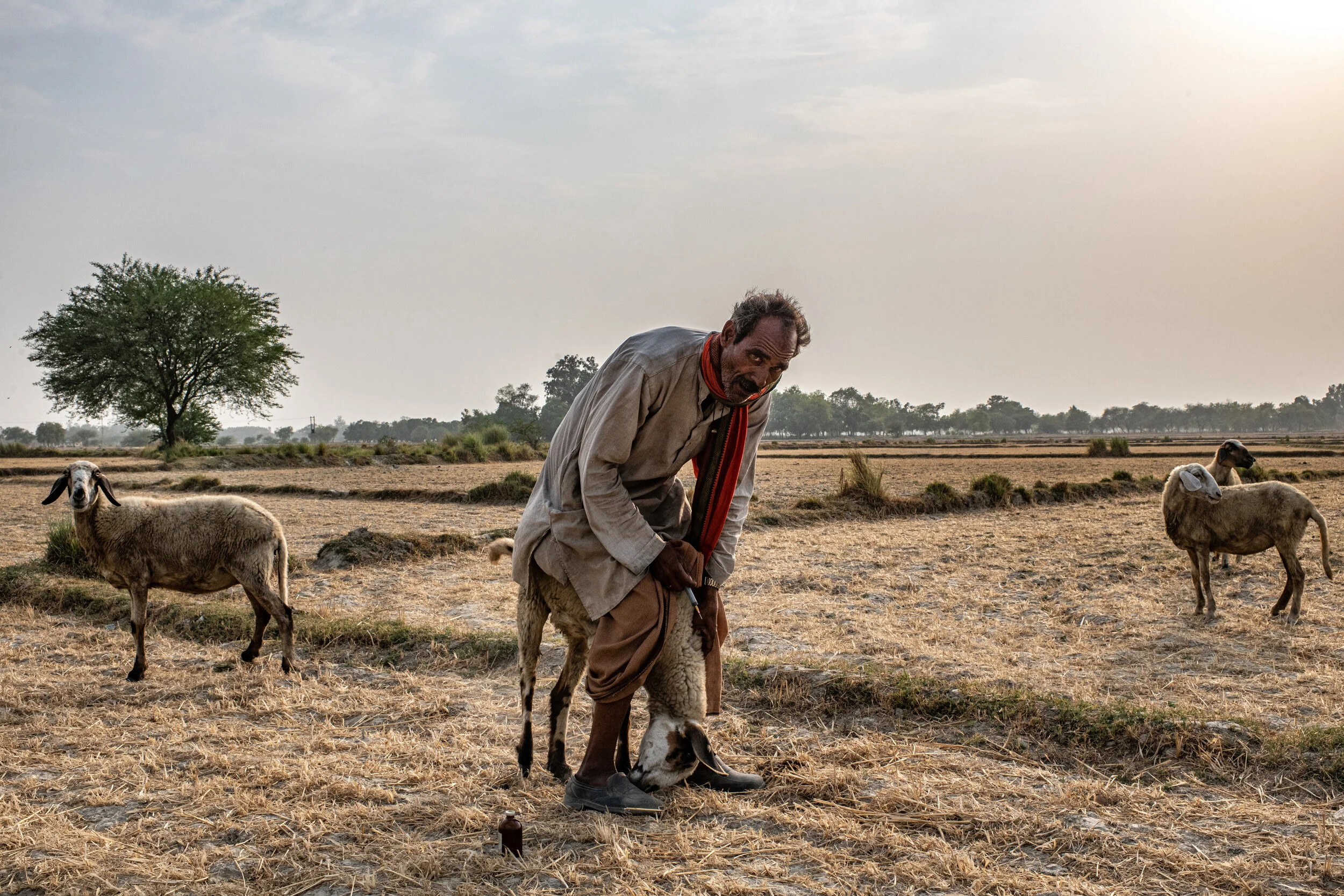  6/11/2019 Near Chak Ela, Uttar Pradesh, India.   Sakto Pal, 69, prepared to inject one of his sick sheep as they grazed on dry fields near Chak Ela, Uttar Pradesh. Mr. Pal said that over the last 10 years, his herd has shrunk on average from 65 to a