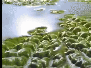 giphy-downsized-large.gif