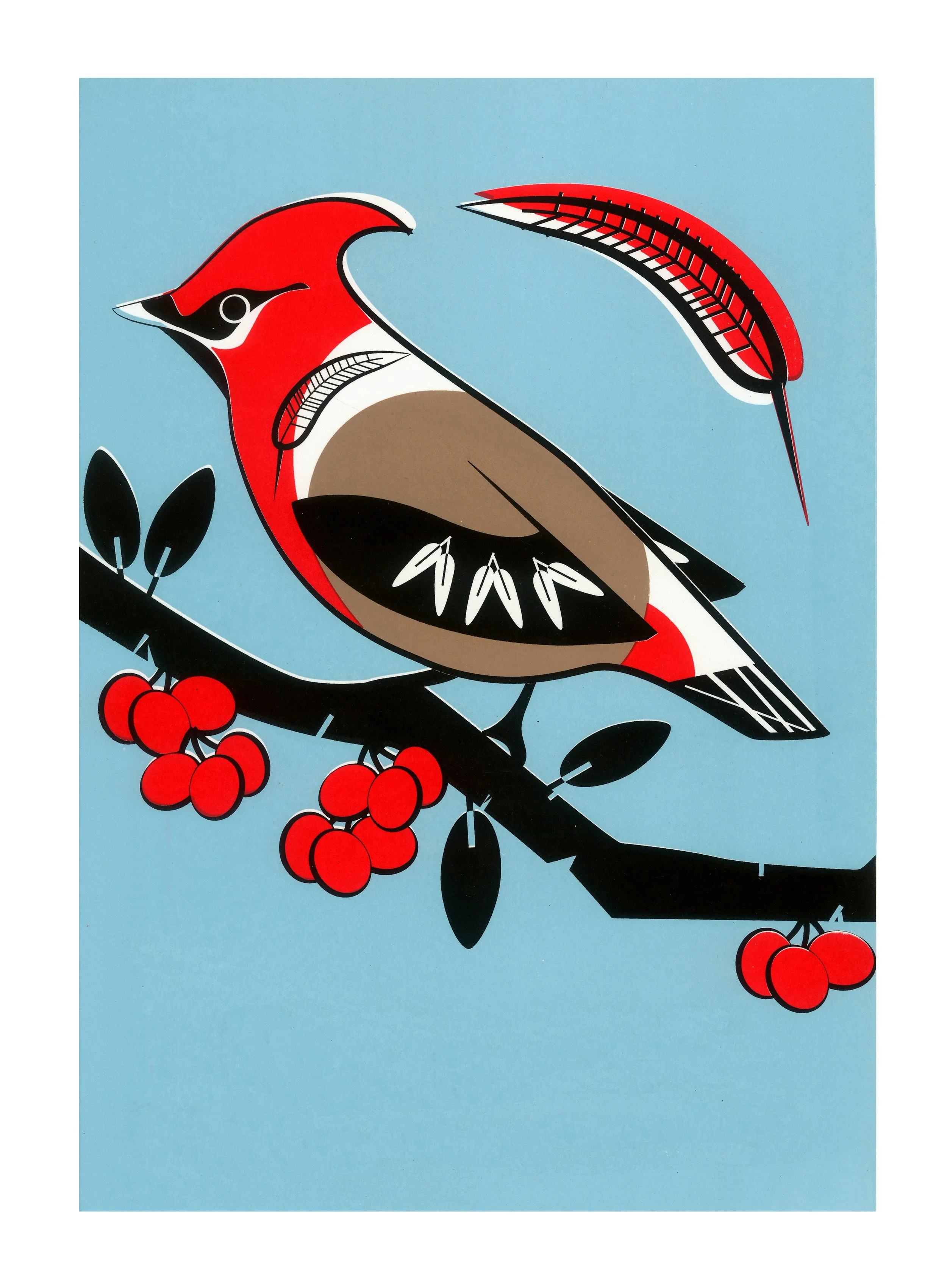 waxwing (no name).jpg