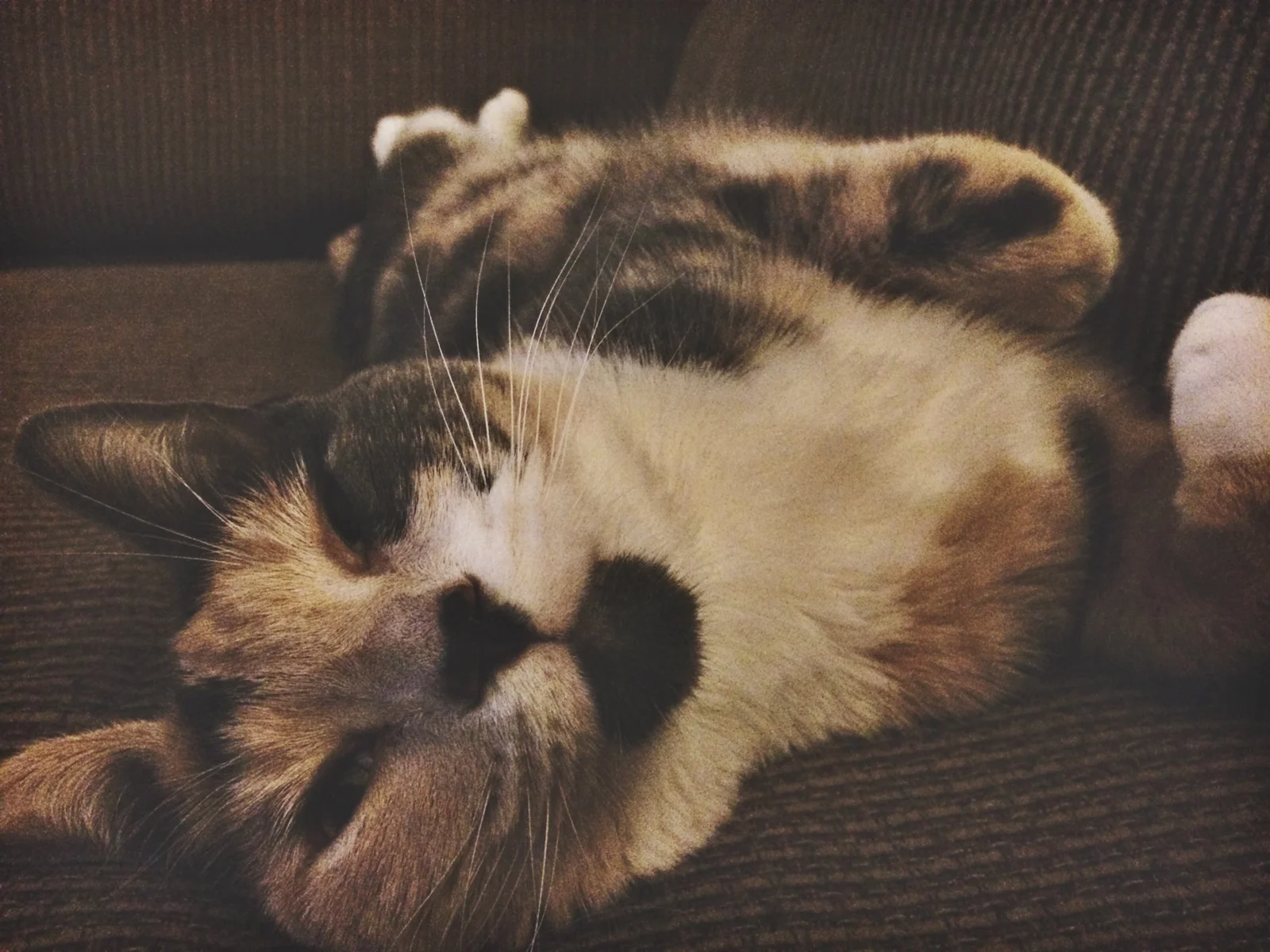 Horizontal Kiki.JPG