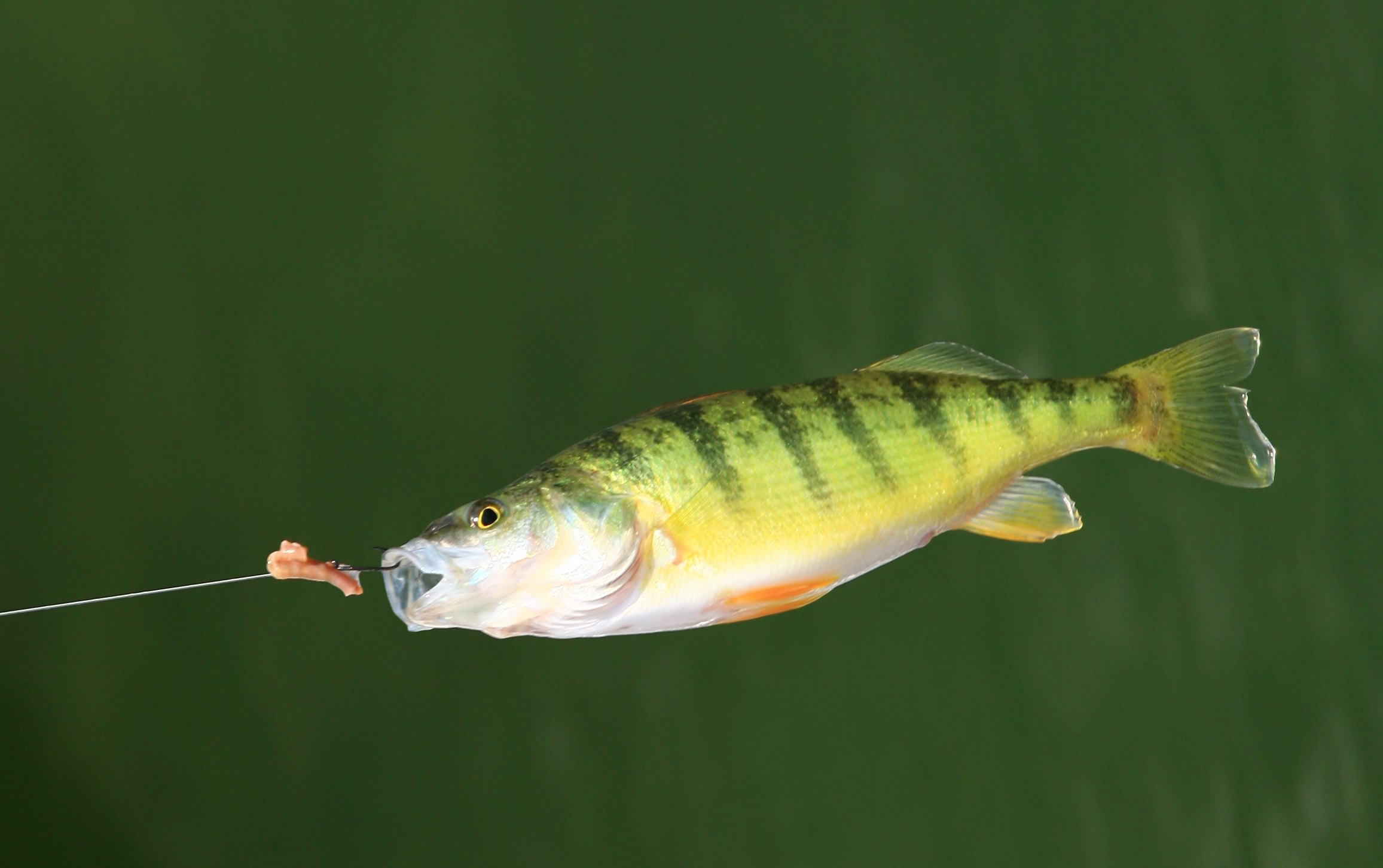 iStock_10422770_MEDIUM.jpg