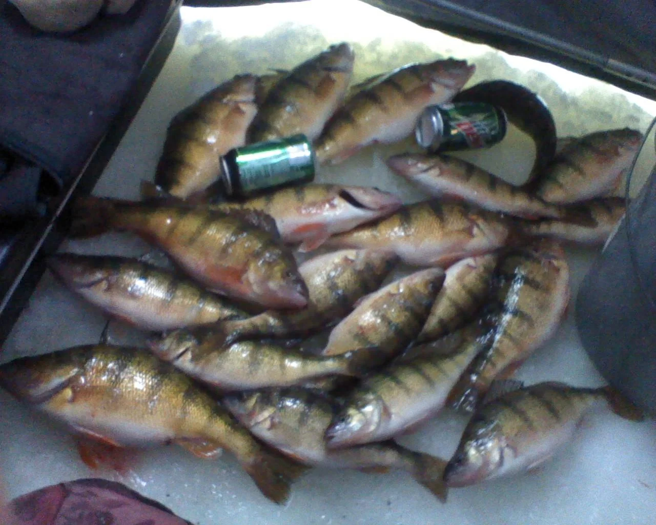 Christmas Eve catch!