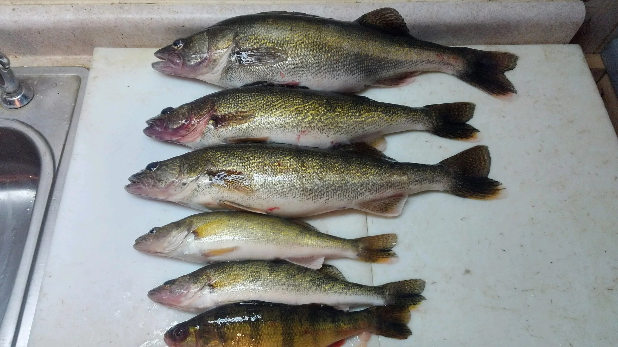 Tonight's walleye