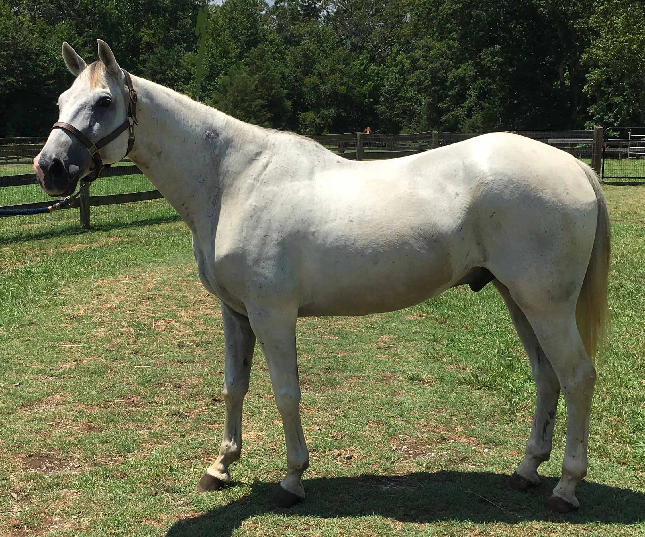 Handsome Argento was rescued from the slaughter pipeline last summer. He is 12 years old, 15.1 hands and stunning. He is arthritic behind so his best role going forward is as a pasture companion and adored pet. He goes barefoot just fine and needs a calm and loving environment to build his trust. He is an easy keep and fine with other horses. Please let us know if you are interested in giving him a soft-landing and good home to live out his life. We are willing to waive his adoption fee in hopes of finding him a loving place to call home.
