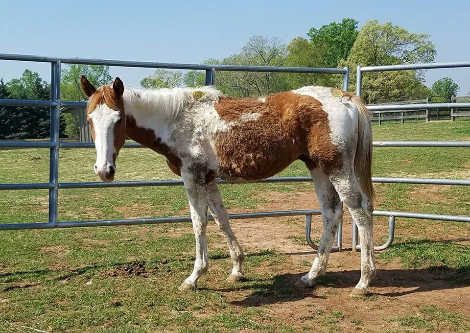 Stellar is a yearling colt that was rescued from a kill pen. He is now safe and has been adopted by a family in Florida. Your donation makes it possible for us to pay the ransom and get them transported to a HERD foster or a perminant adoption home!