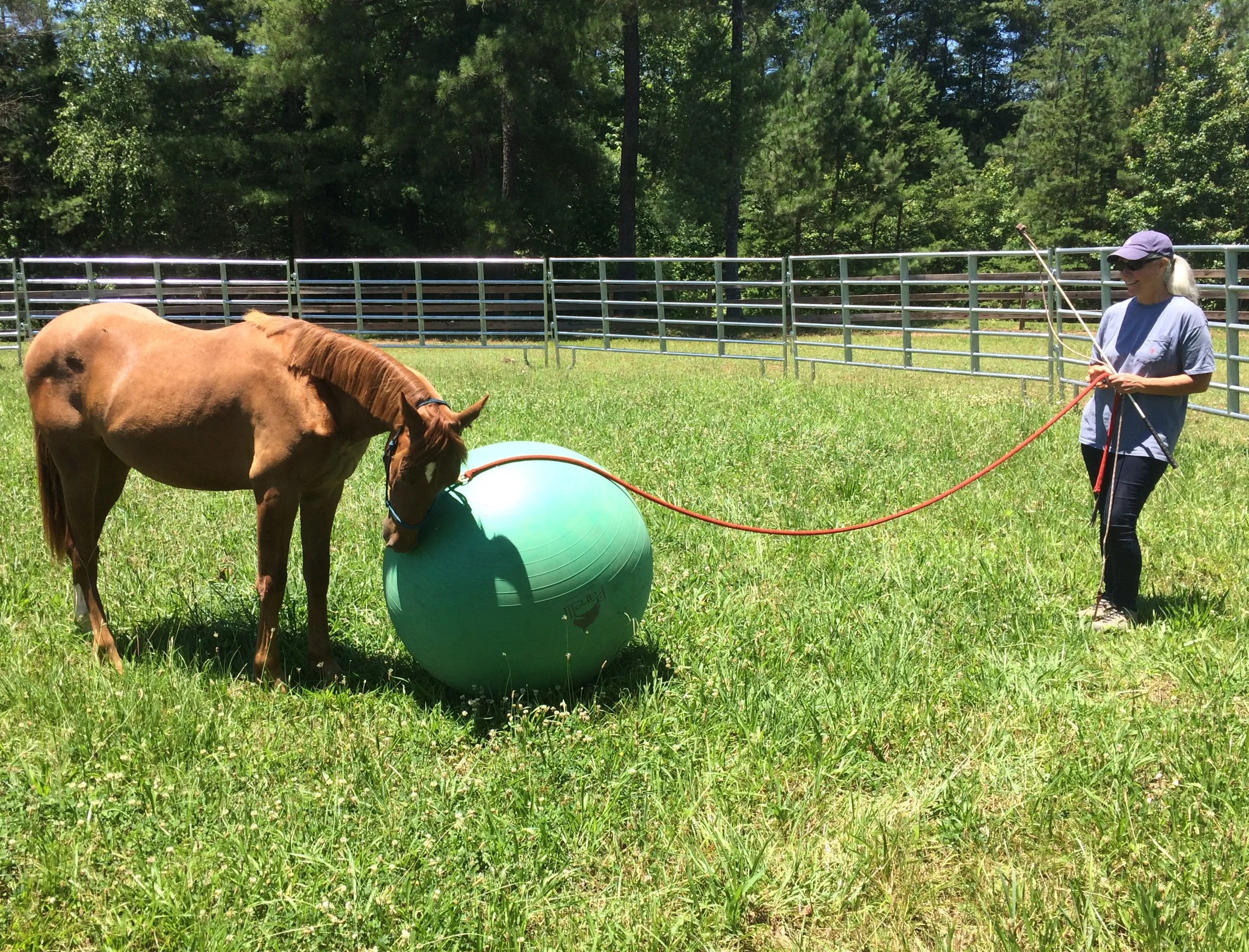 Bob early summer 2017 playing ball with trainer Debra Carlton.