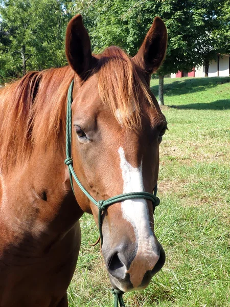 This stunning 15-hand three-year-old mare is in your pocket friendly. She is brave and curious. Katie has enjoyed her extensive ground work training and she is started under saddle. Katie has a floating trot and a very smooth canter. Likes to lead the way out exploring trails crossing creeks, she is a surefooted mare. Katie has one white spot on her belly which makes her a paint in addition to four white socks and a lovely head with a broken blaze. Katie came to HERD as a frightened two-year-old with little handling so she sure has transformed under the great care and training by Elaine Jankins. Now she is looking for someone to take her to the next level. Adoption is $2,000.