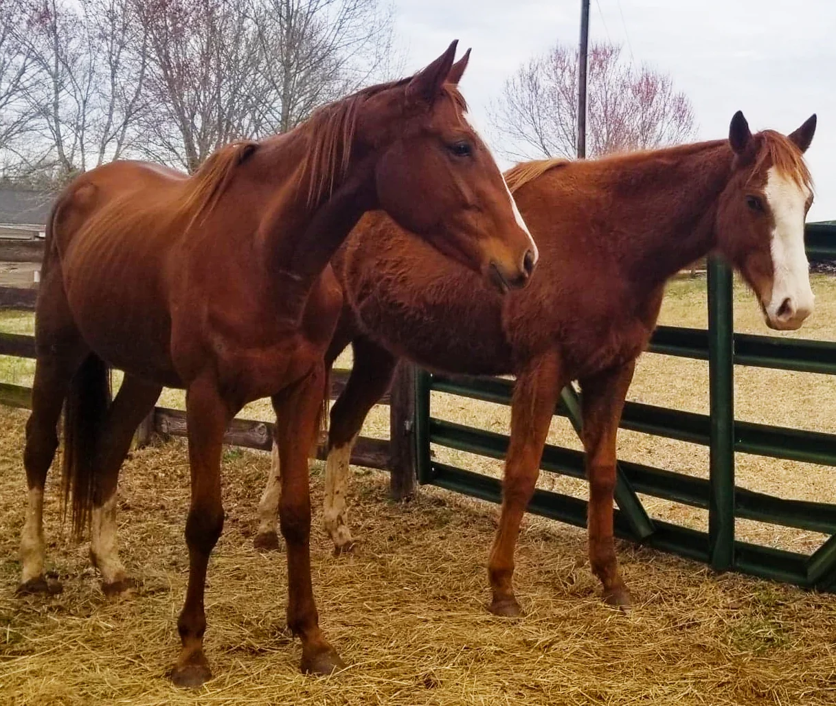 New arrival Seaworthy on the left meets Maritime. The two babies are benefiting from wonderful new Timothy/Alfalfa hay thanks to this wonderful grant. These youngsters came to us very under weight and the better quality hay helps so much in getting them to a stable weight.