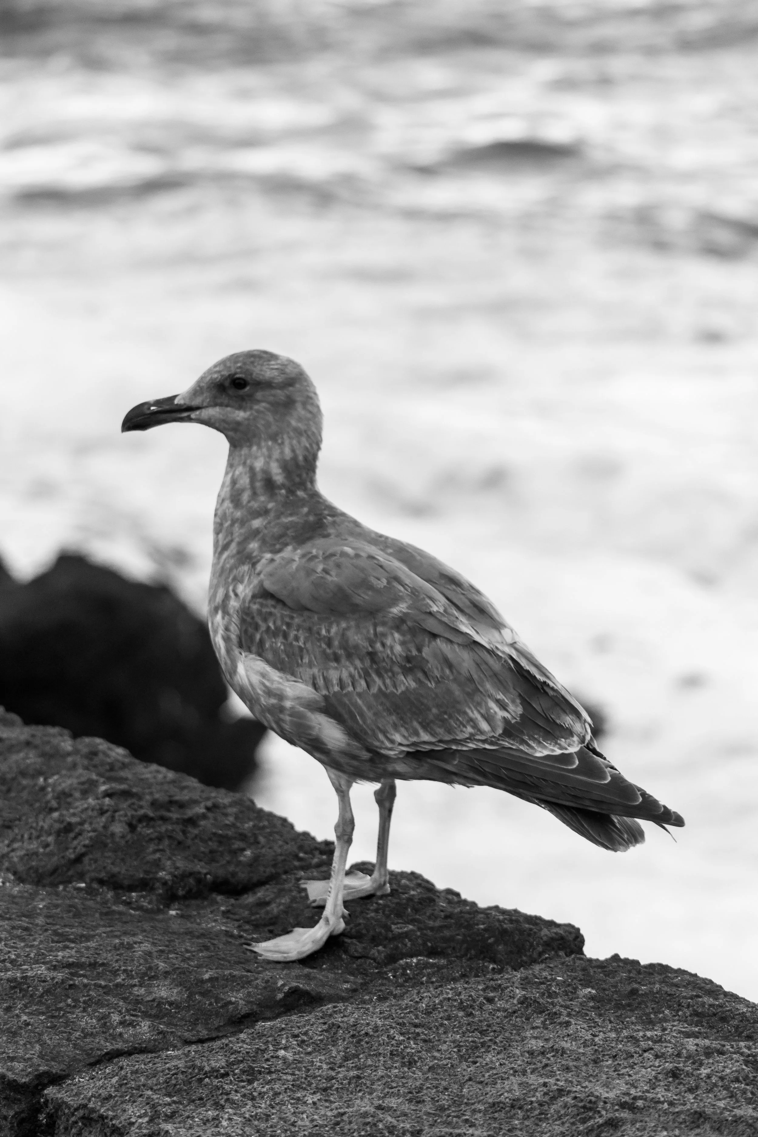 Developed Beach Trip 11-18-2016-21.jpg