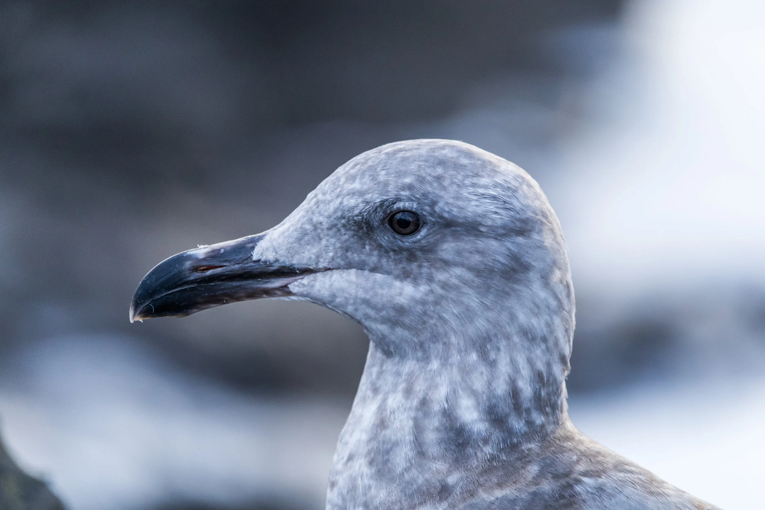 Developed Beach Trip 11-18-2016-22.jpg