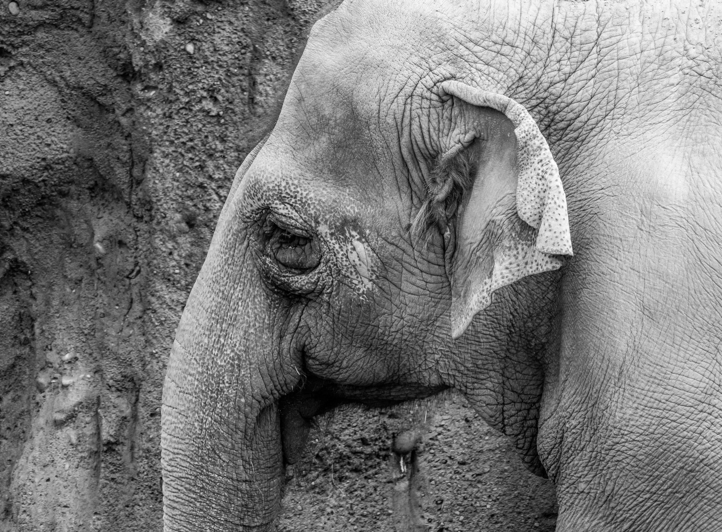 Elephant B&W-1.jpg