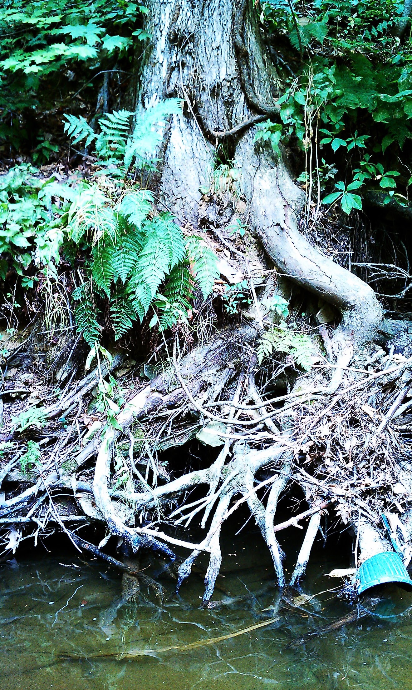 Creek Tree 1.JPG