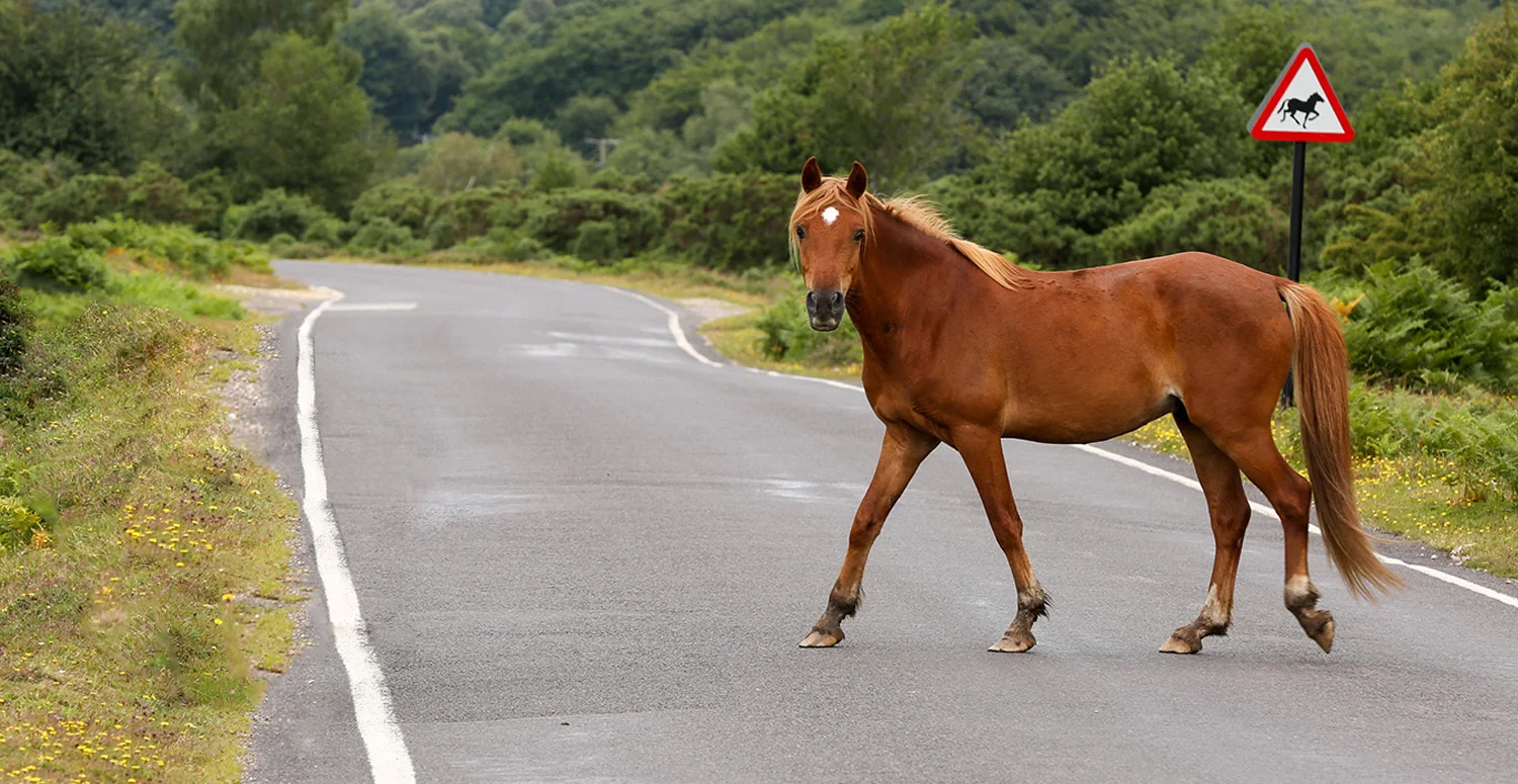 New Forest Pony.jpg