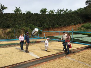 Roof Top Coffee Drying at El Zafiro