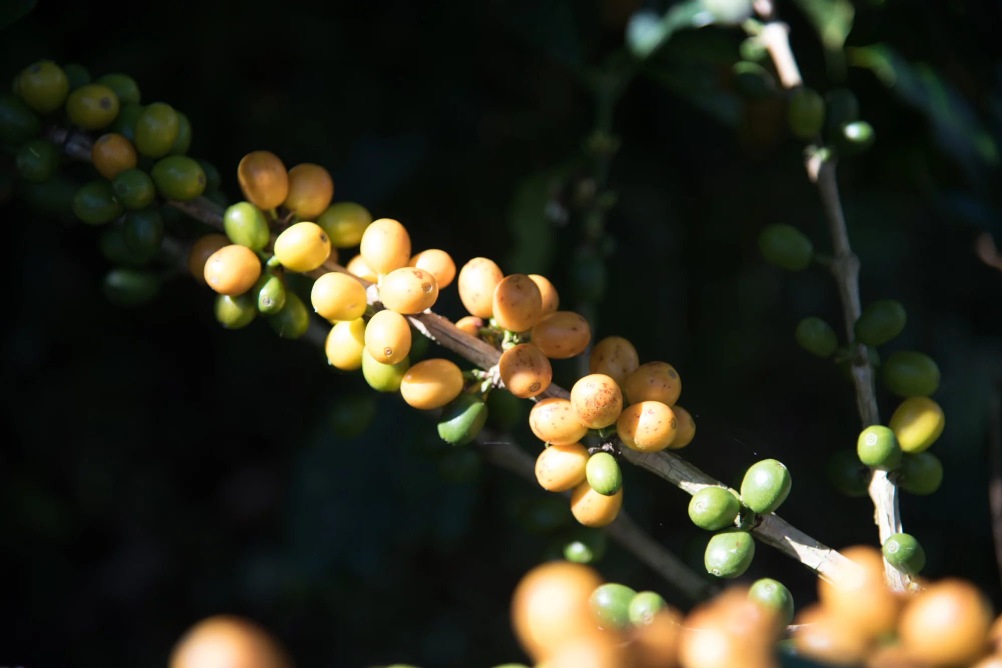 Colombia_Part_1_Photography_By_Katie_Alexis-1429.jpg