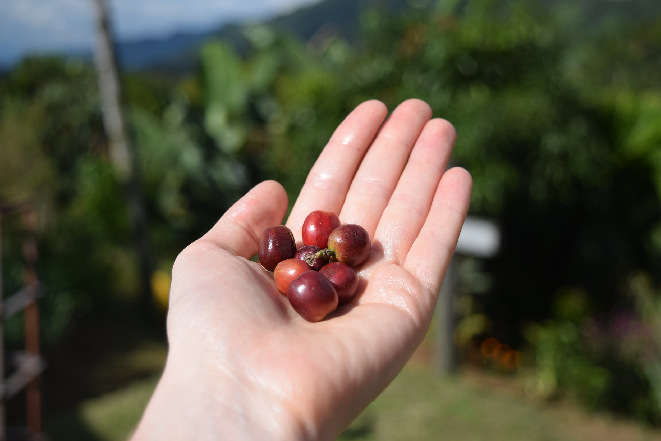 An Introduction To Coffee Processing — Mighty Good Coffee