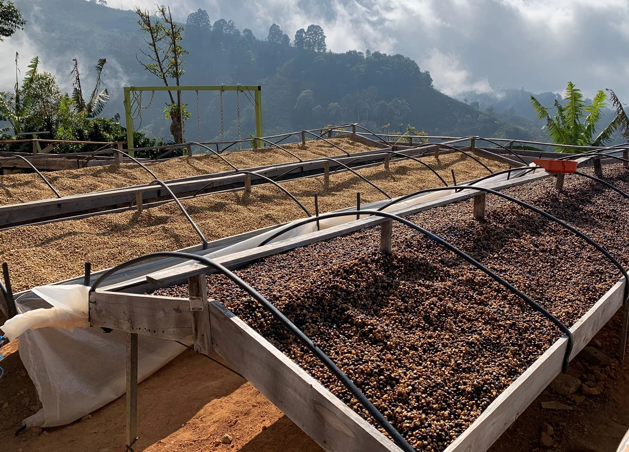 Honeyed coffees on raised drying beds, Finca La Pastora