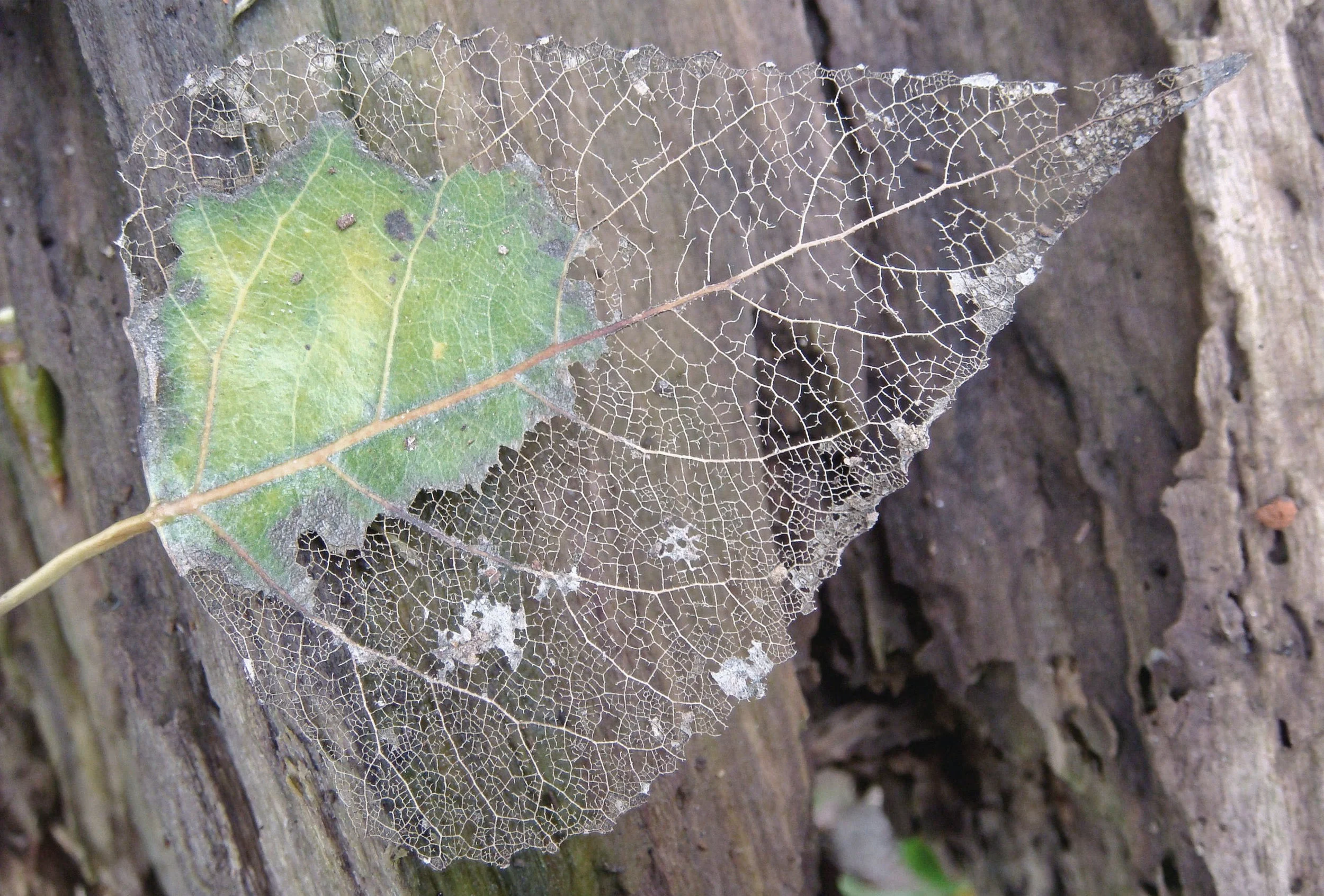 Intricacies-of-Nature-FI.jpg