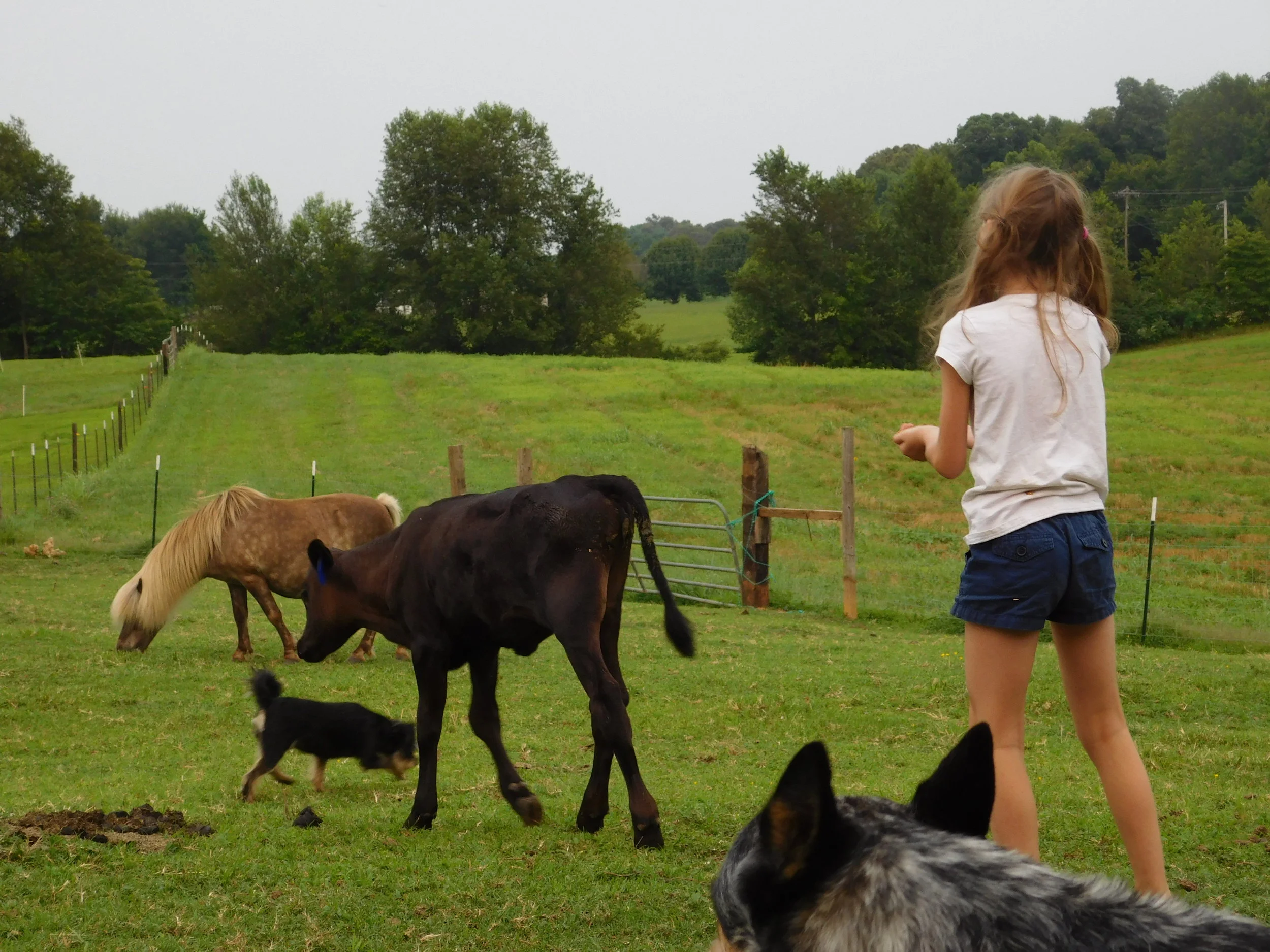 5 simple steps to master homesteading- What level are you?