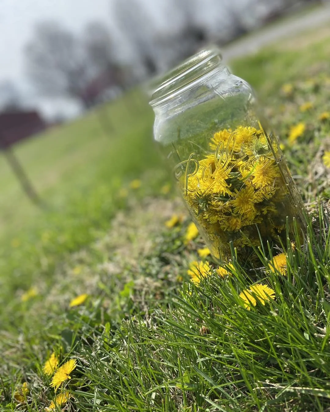 Dandelion Jelly (image coming soon)
