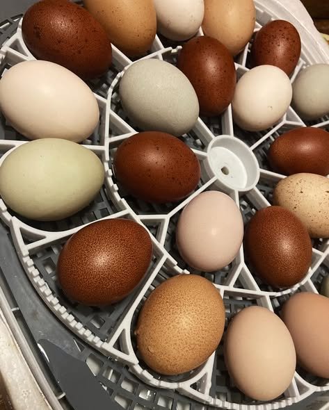 Hatching eggs- store pick up only- we do not ship these