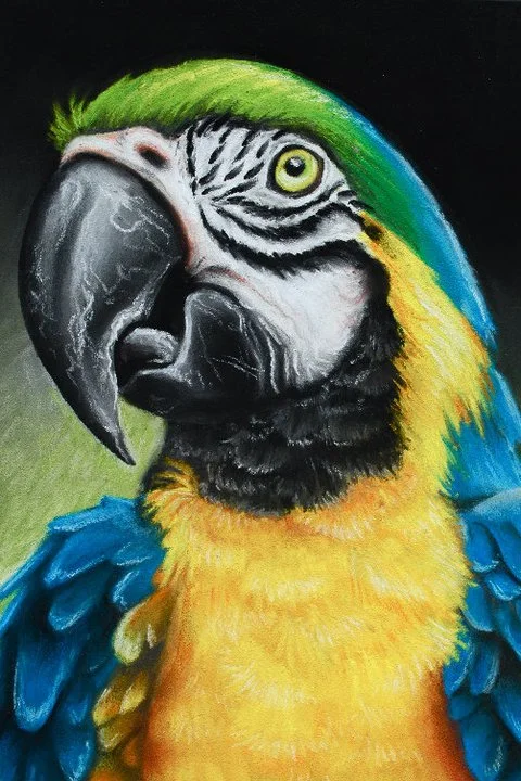 Macaw | Chalk Pastel