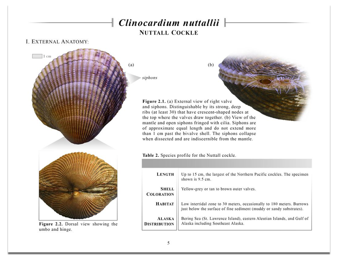Bivalve-External-Anatomy.png