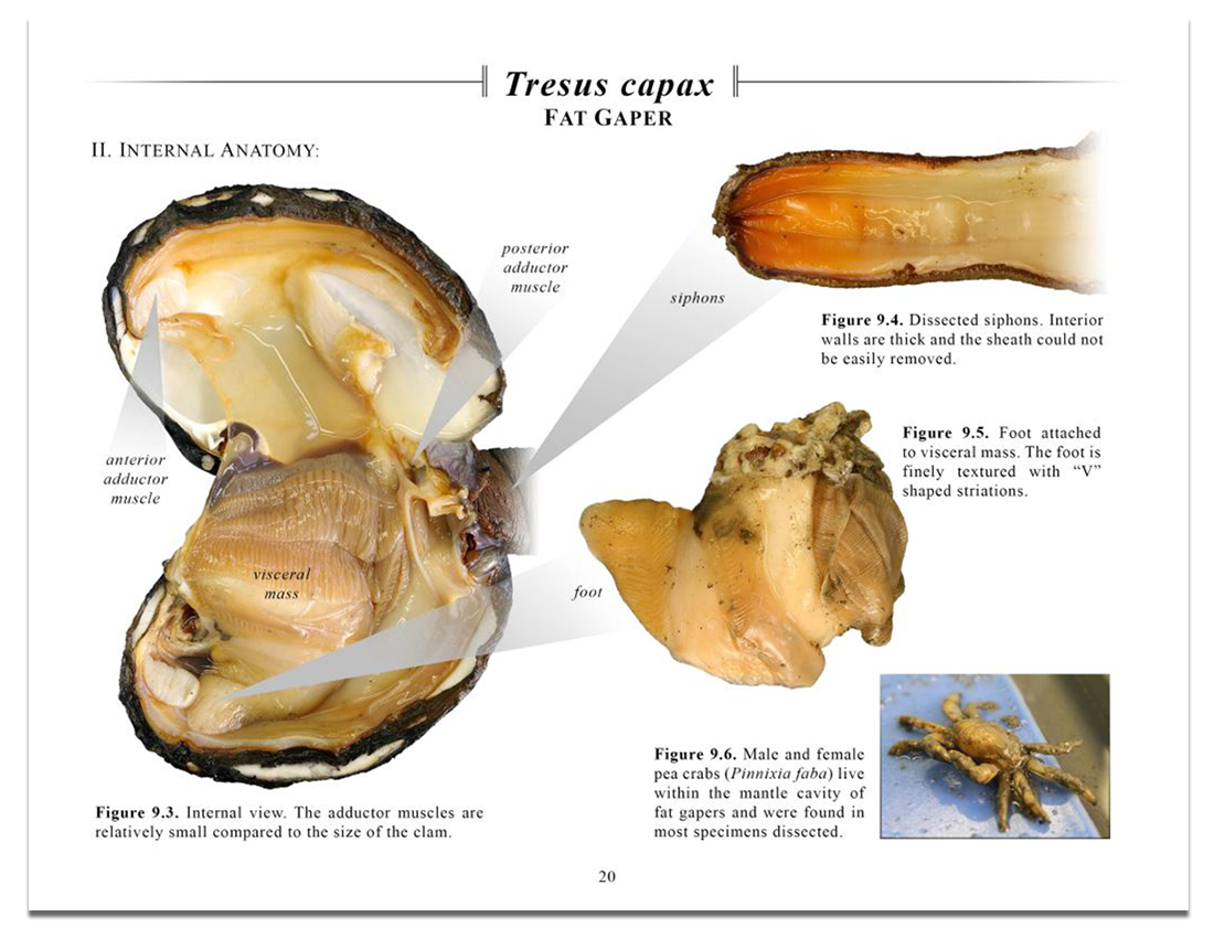Bivlave-Internal-Anatomy.png
