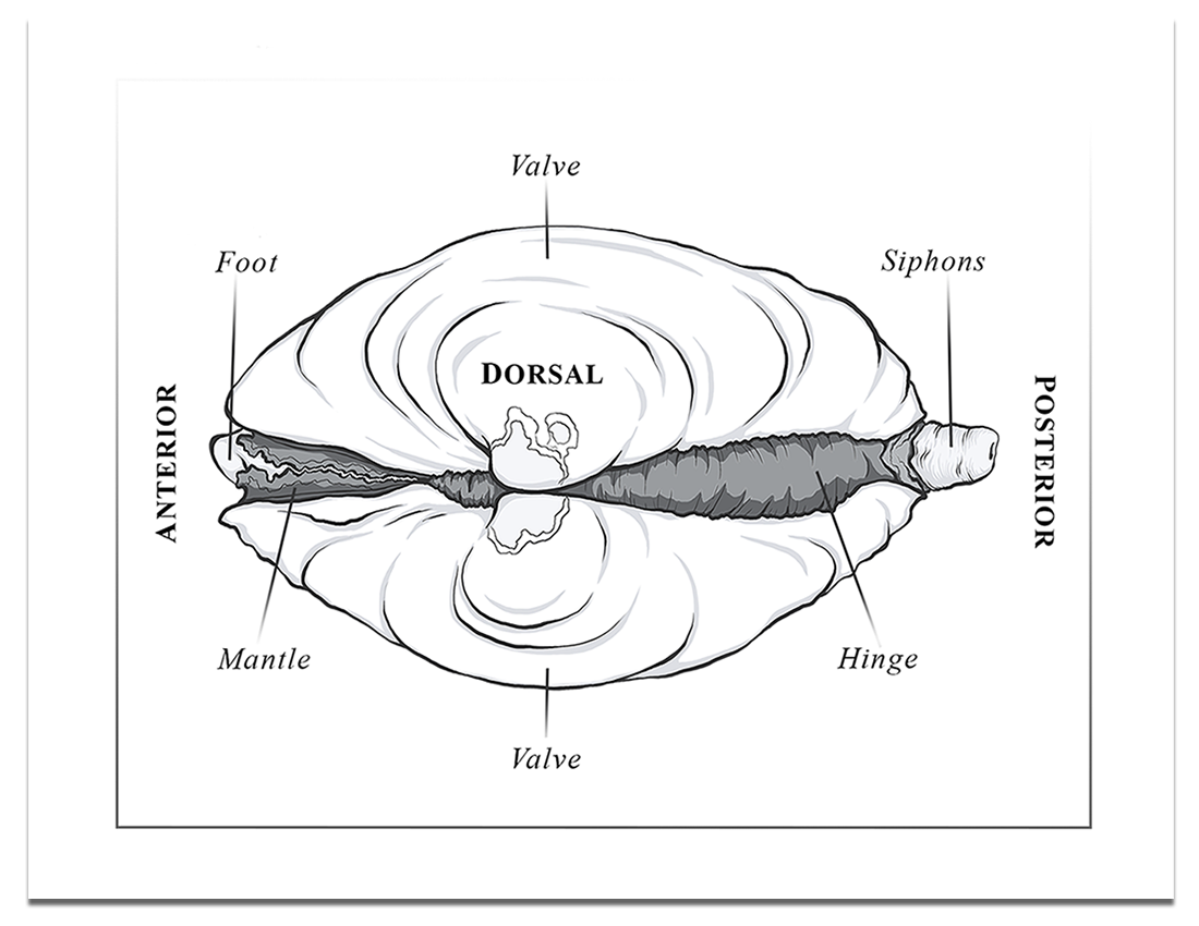 Bivalve-Anatomy-Diagram-Dorsal-View.png