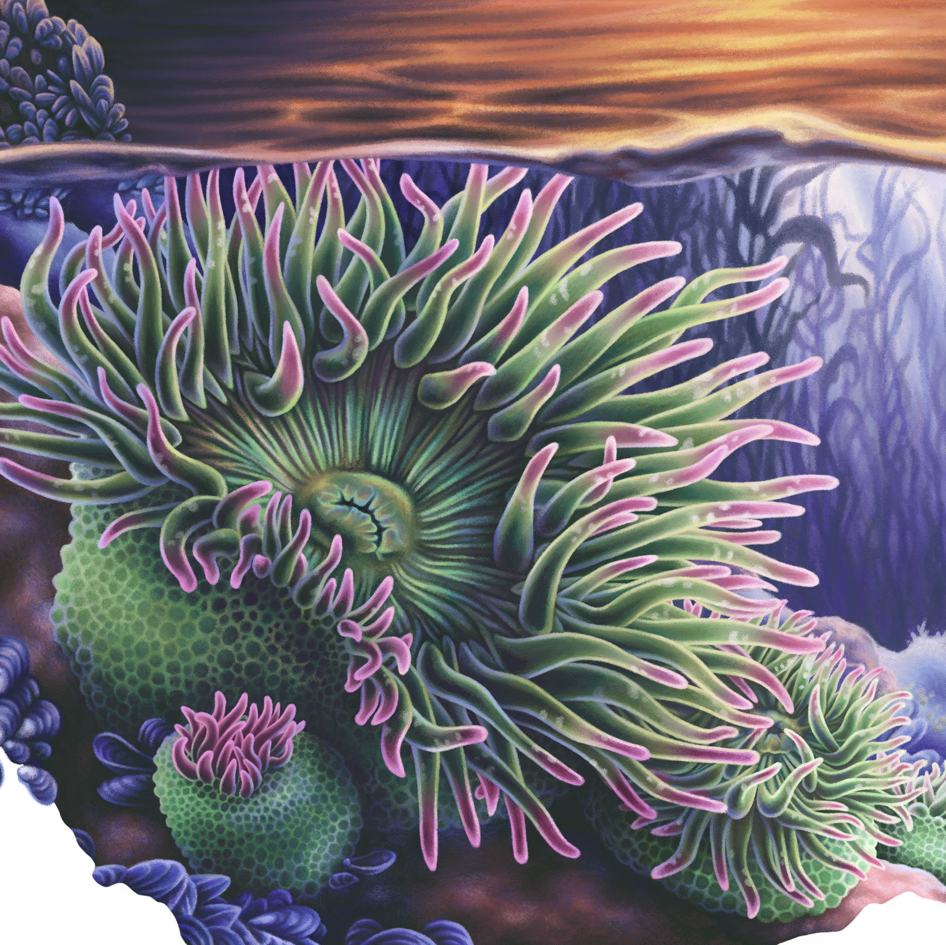 Anemone_Illustration.jpg