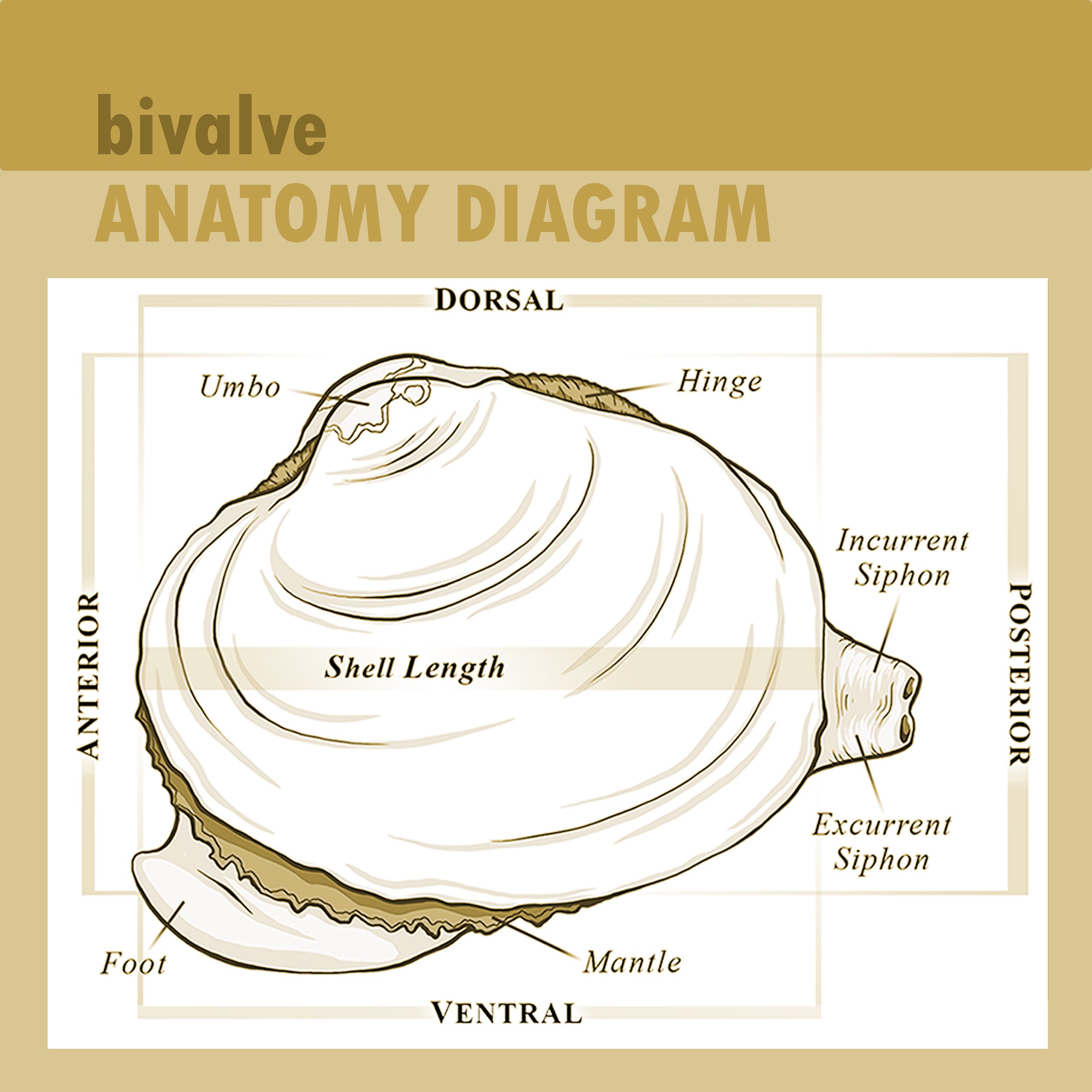Diagram_Bivalve Anatomy2.jpg