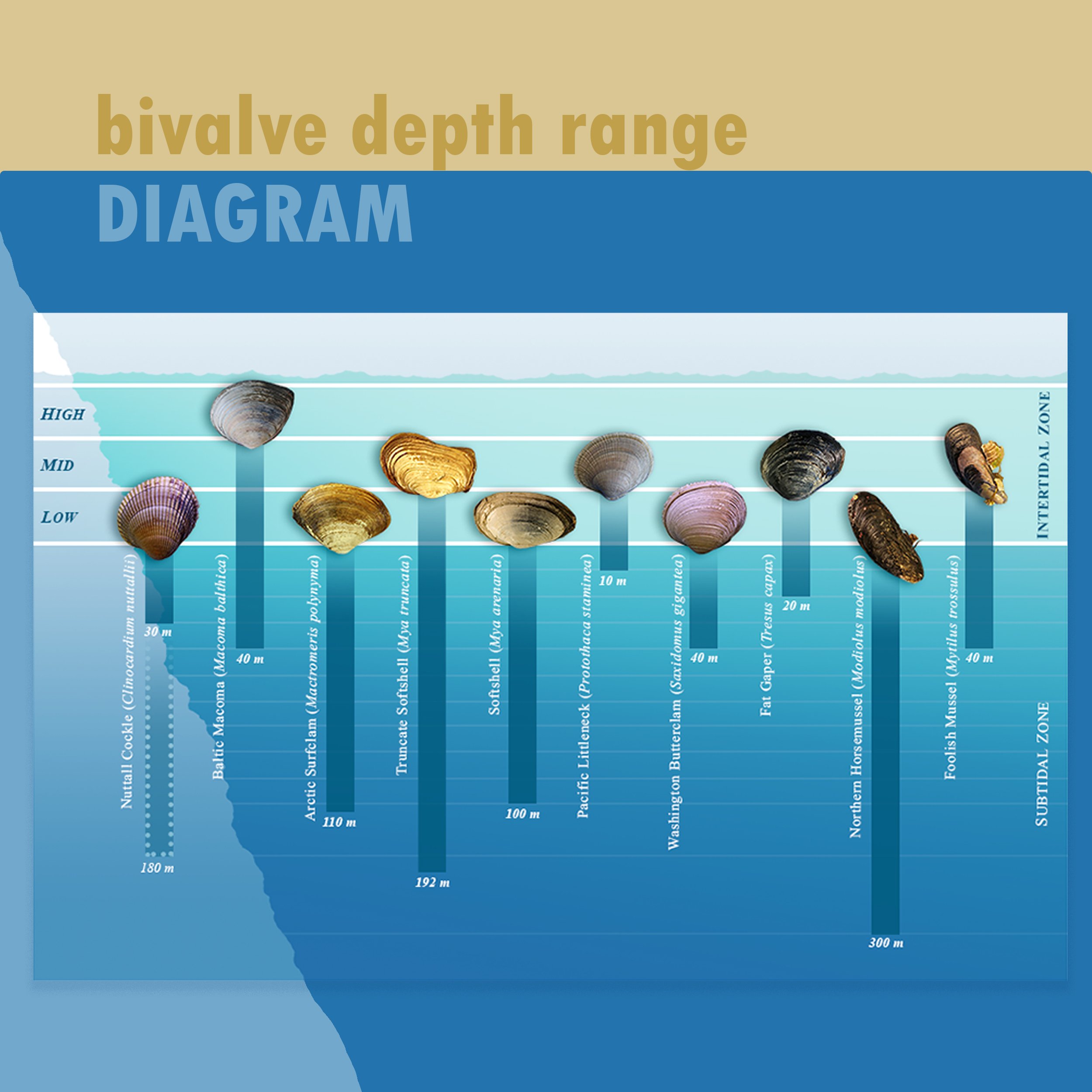Diagram_Bivalve Depth Range.jpg