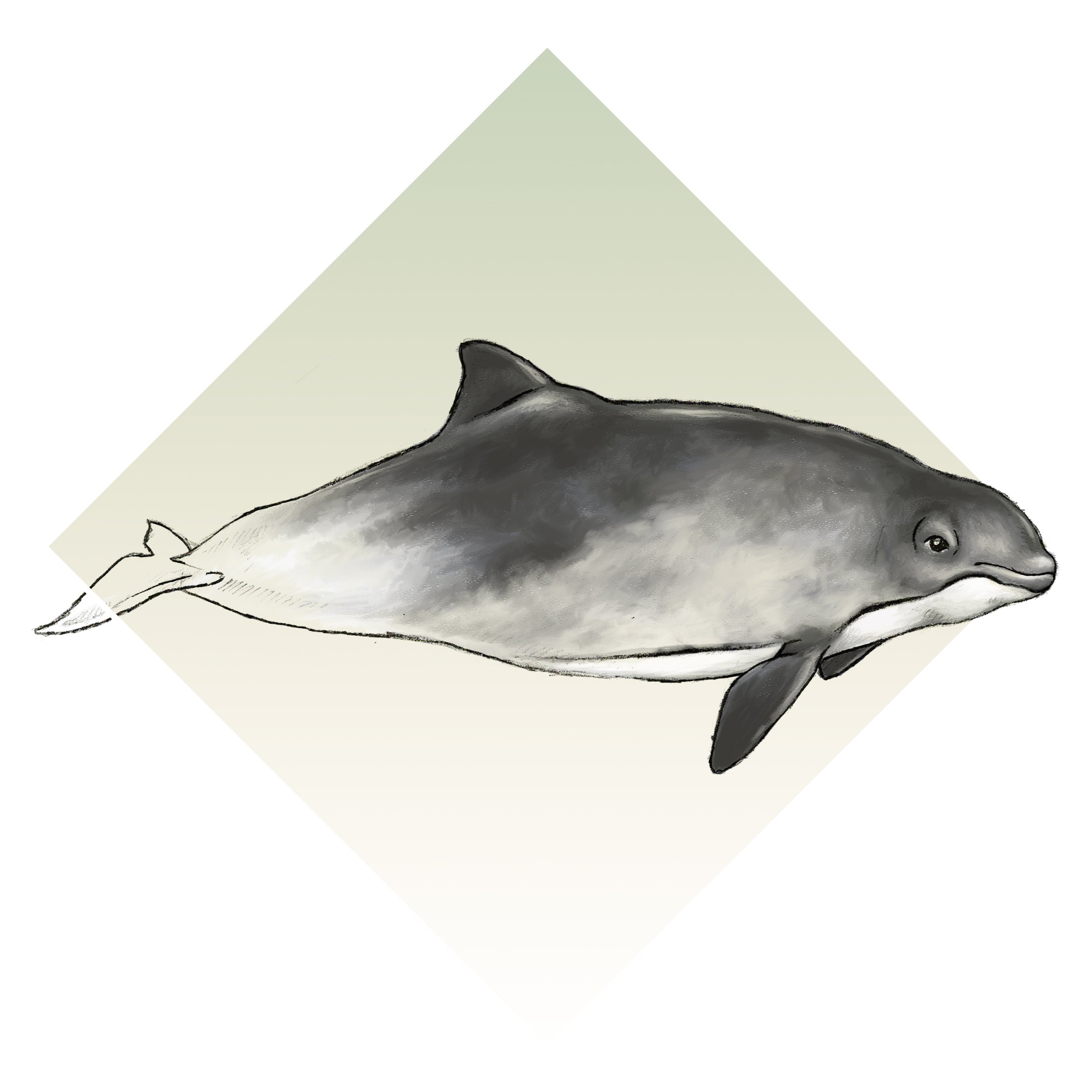 HarborPorpoise_Illustration Tile.jpg