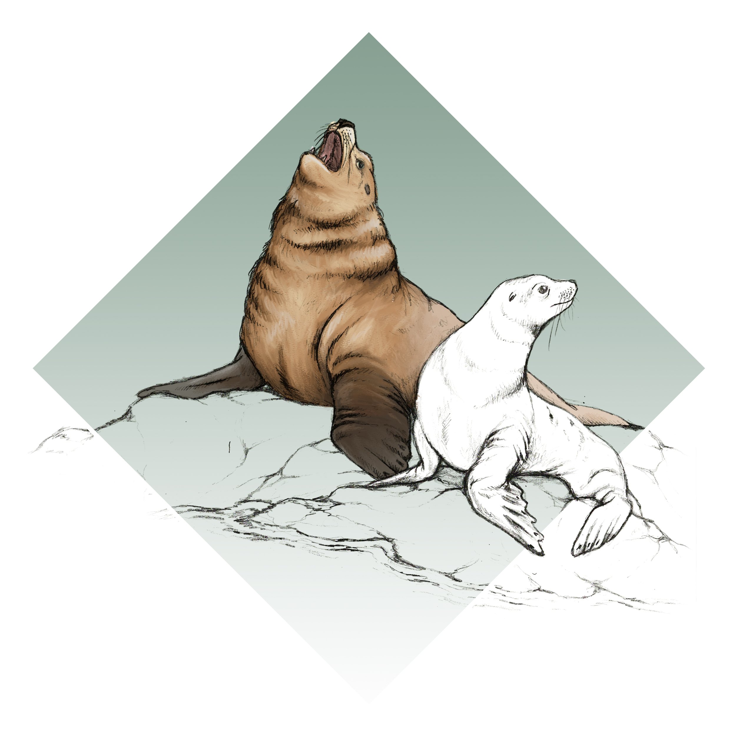 SeaLions_Illustration Tile.jpg