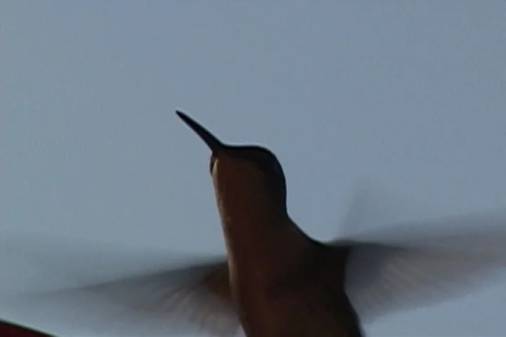 hummingbird2.jpg