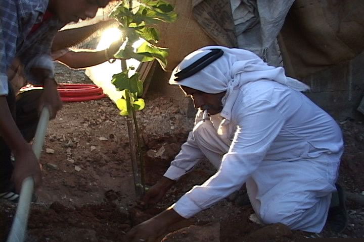 hot sand -tree at house dedication.jpg