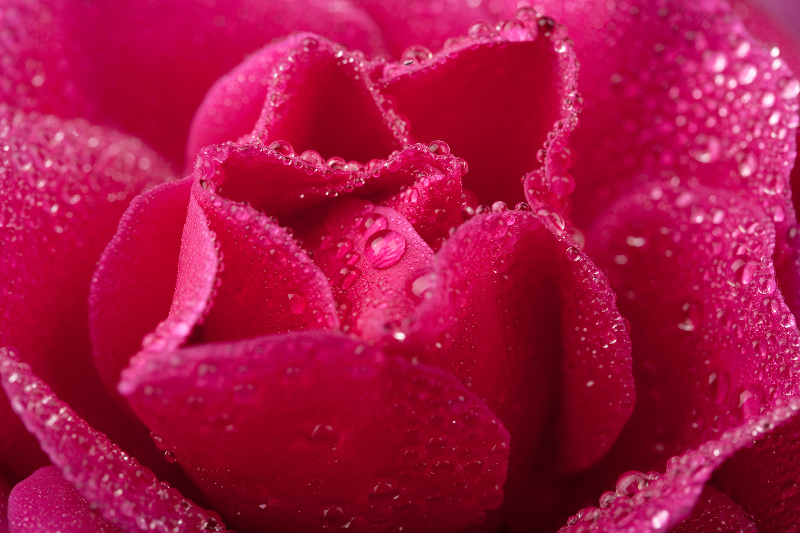 bigstock-beautiful-pink-rose-with-water-17089364.jpg