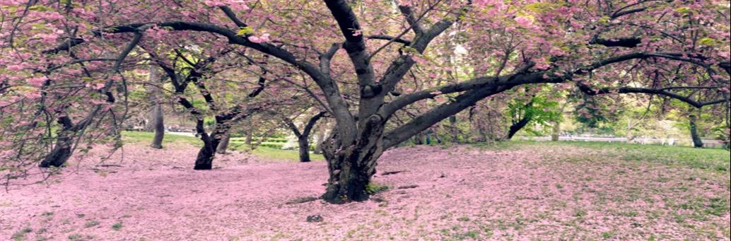 15 - Susan G. & Me (CherryBlossoms).jpg