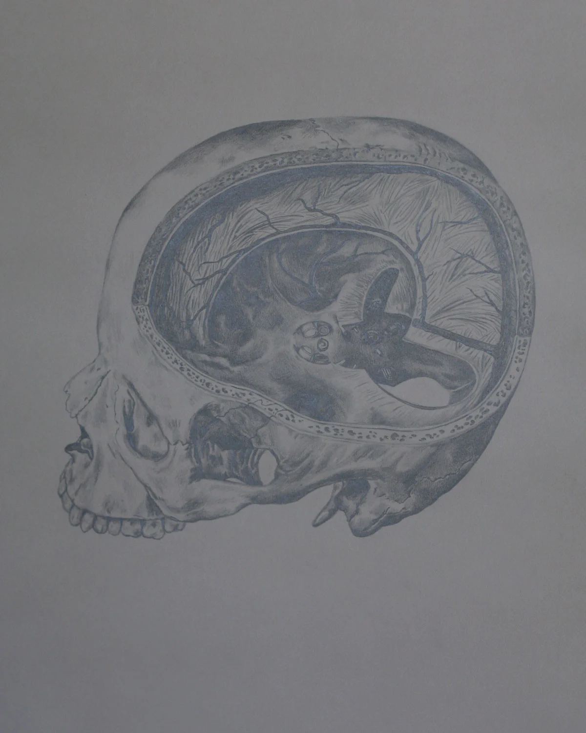 Mind and Specimen (Study no. 5)