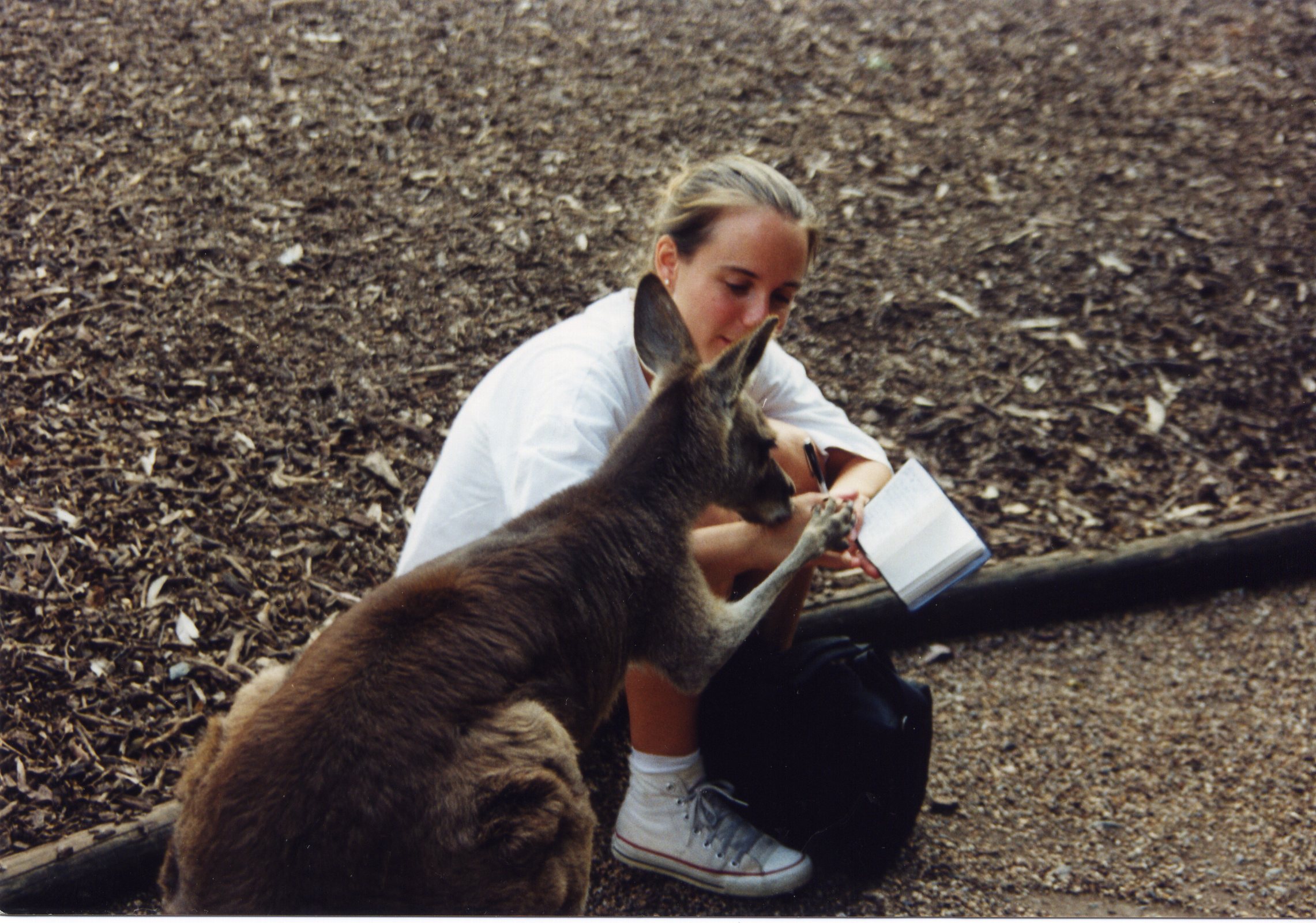 Kangaroo writing help.jpg