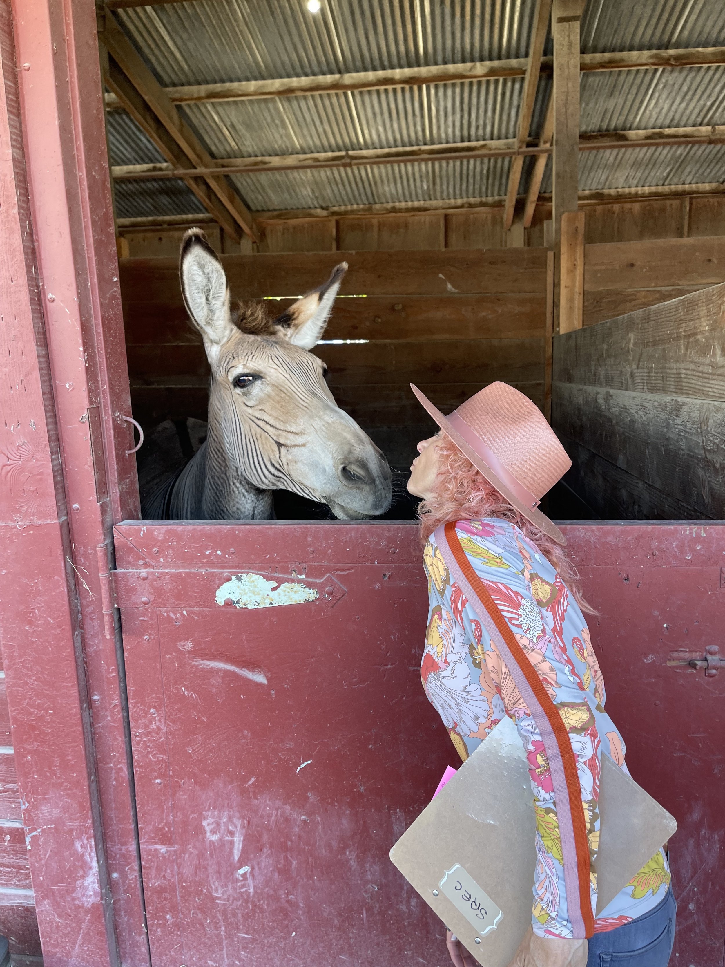 Zonkey Love.jpg