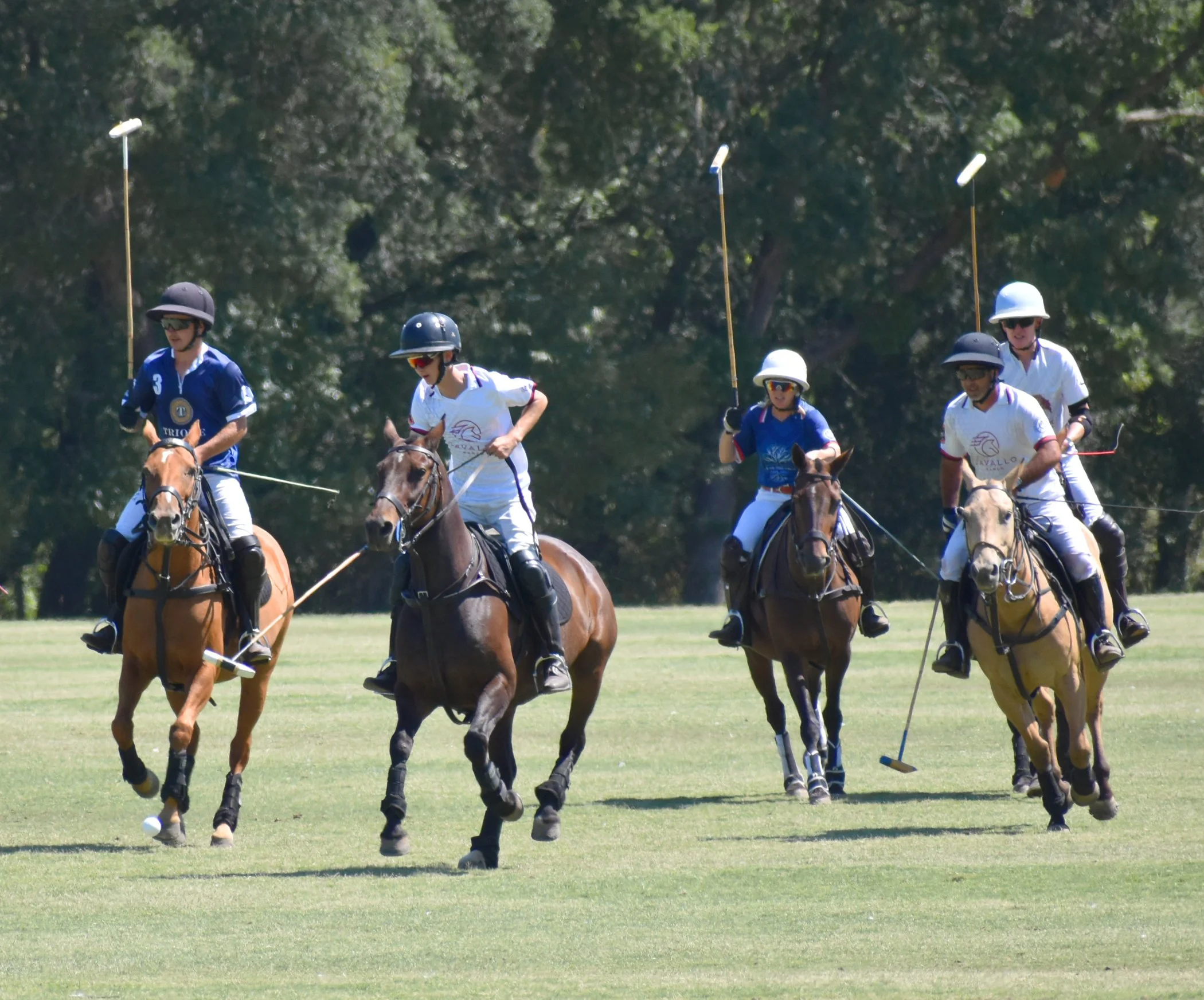 2025schcPolo9.jpg