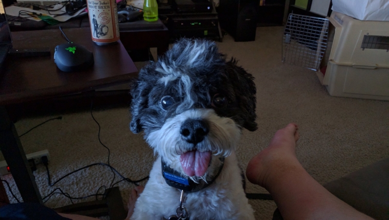 Shiloh, the Magical Time Travelling Dog