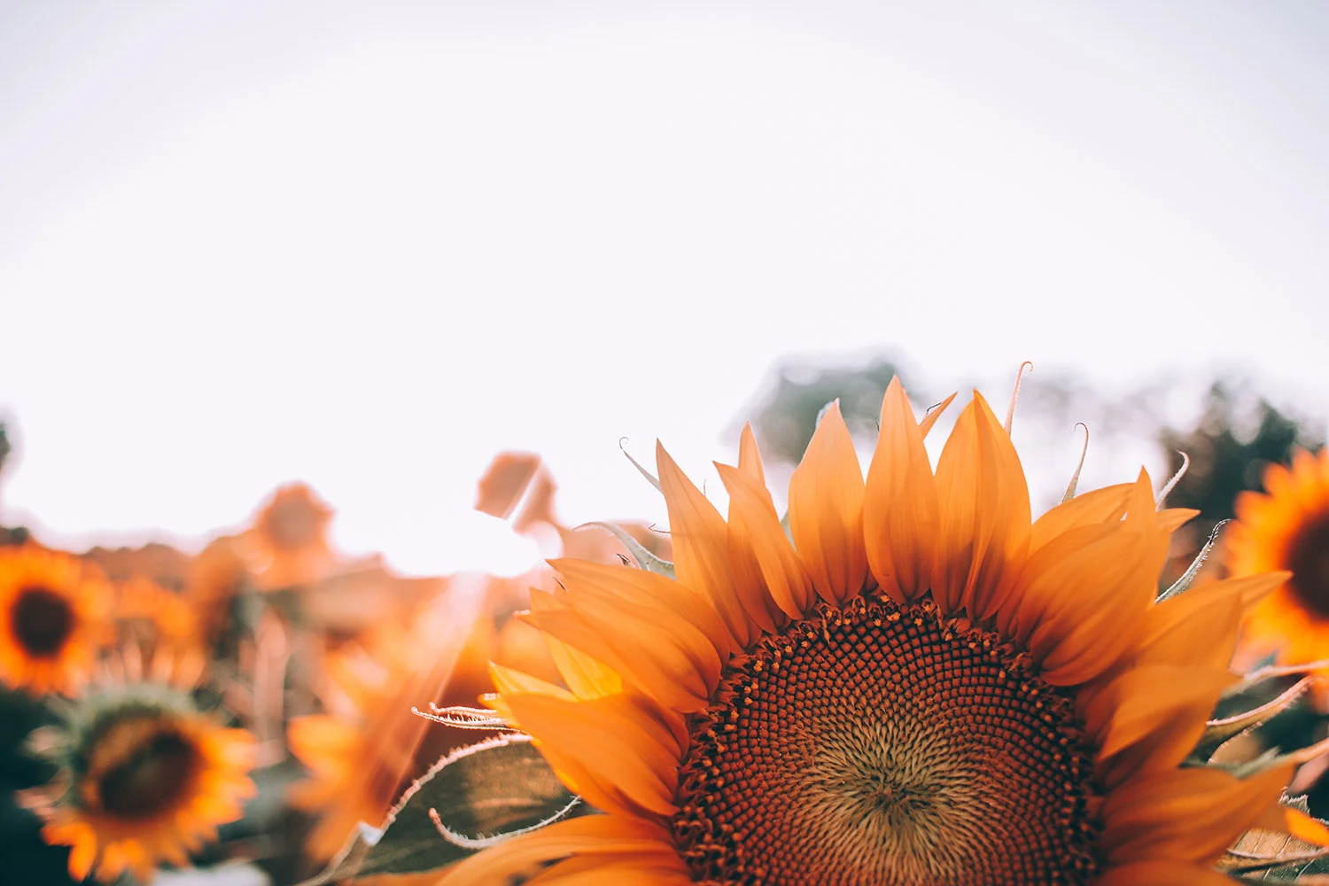bloom-1866760 copy.jpg