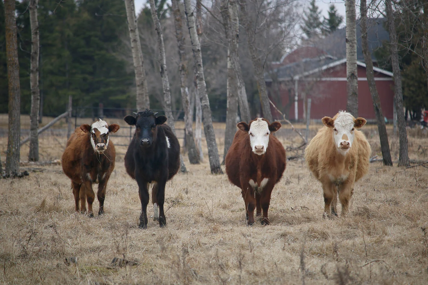 Cow Band