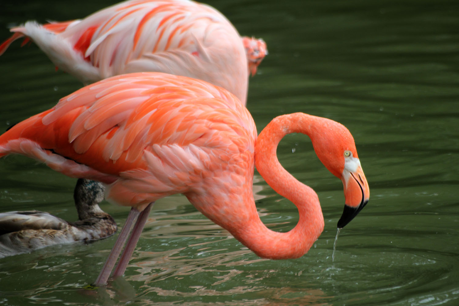 Dripping Flamingo