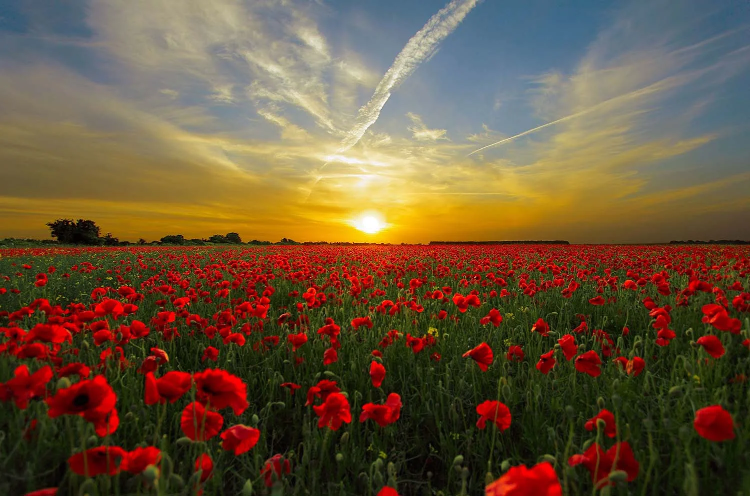 sunset-815270.jpg