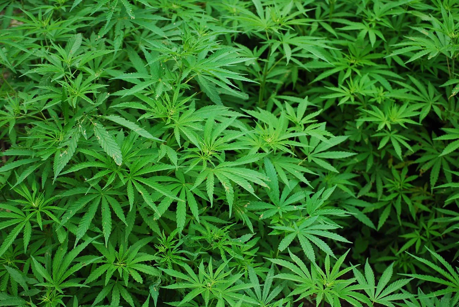 foliage-1157792.jpg
