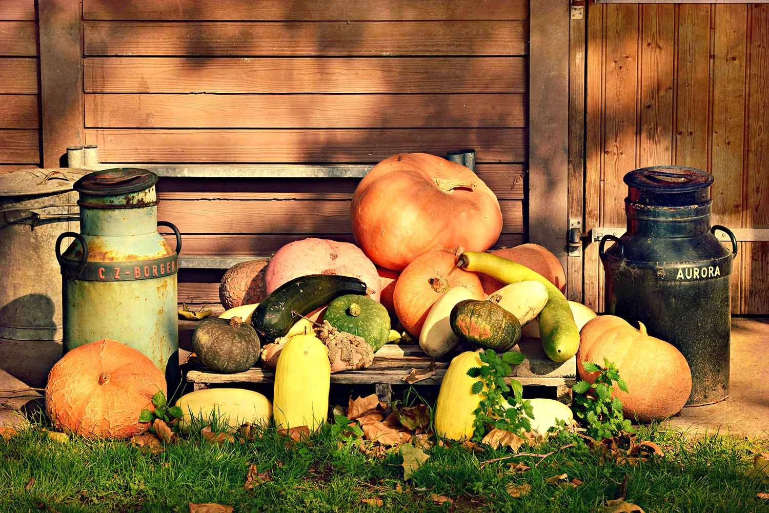 pumpkin-3775726.jpg