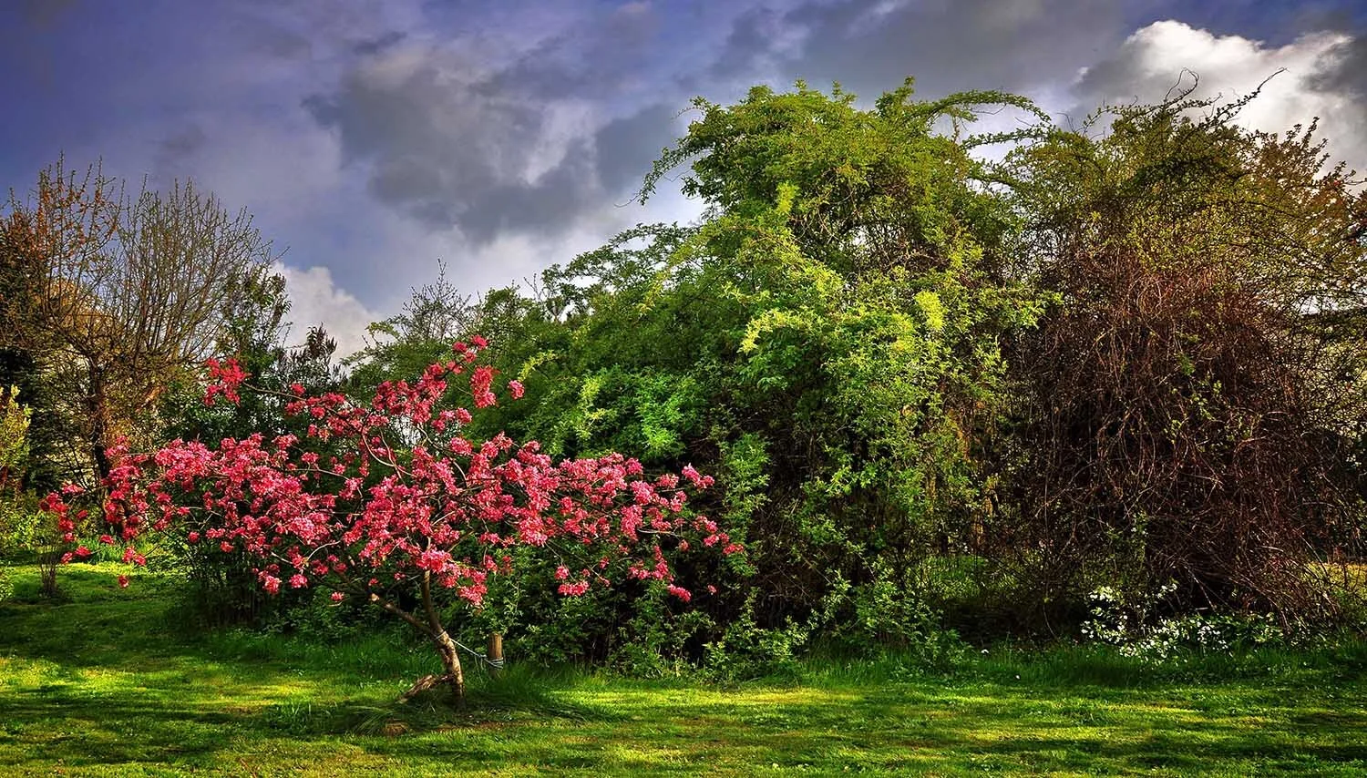 paradise-tree-2288069.jpg